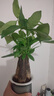 發(fā)財樹盆栽大植物室內(nèi)辦公室桌面客廳小盆景招財樹苗綠植花卉盆栽 三桿發(fā)財樹 5-8cm【繁星吸水盆】 【送肥料】 曬單實拍圖