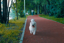 松下S9（18-40mm F4.5-6.3）套機 （Panasonic）全畫幅微單 實時Lut 濾鏡直出 連接app極速分享-灰銀 曬單實拍圖