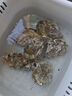 燈塔水母【鮮活】乳山生蠔牡蠣3XL號(hào)凈重5斤源頭直發(fā) 曬單實(shí)拍圖