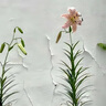 邁特風(fēng)超薄靜音管道風(fēng)機辦公室強力排風(fēng)排氣機家用酒店衛生間新風(fēng)換氣機 350風(fēng)量（超薄低音） 曬單實(shí)拍圖
