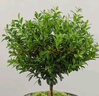 八芽 小葉赤楠盆景擺件室內(nèi)綠植花卉盆栽老樁客廳辦公室桌面好養(yǎng)植物 （【熱銷款】舍得紫砂盆赤楠+苔蘚+底座） 曬單實拍圖