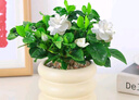 綠有意 綠植花卉辦公室客廳桌面盆栽擺件簡約創(chuàng)意網(wǎng)紅北歐綠植ins云朵盆 梔子花+甜甜圈PET樹脂盆+托盤+肥料 北歐風(fēng)格網(wǎng)紅綠植 曬單實拍圖