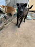 狗狗嘴套防叫防咬防亂吃可喝水口罩中大型犬杜賓金毛德牧嘴罩嘴套 M（嘴圍21-25cm，適用20-35斤 曬單實拍圖