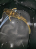 釣之界夜光漂咬鉤變色電子漂高靈敏醒目浮漂日夜兩用鯽鯉魚(yú)漂 【戰(zhàn)無(wú)不勝電子漂】黃-吃鉛2.2g 日夜兩用普通尾【1粒電池】 曬單實(shí)拍圖