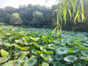 森寶（Semper）經(jīng)典版 嬰幼兒配方奶粉 4段(18月以上) 800g DHA+乳脂球膜 曬單實拍圖