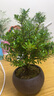 八芽 小葉赤楠盆景擺件室內(nèi)綠植花卉盆栽老樁客廳辦公室桌面好養(yǎng)植物 （【熱銷款】舍得紫砂盆赤楠+苔蘚+底座） 曬單實(shí)拍圖