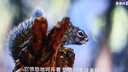 TCL電視 85Q10L 85英寸 極景QD-Mini LED 蝶翼華曜屏 萬象分區(qū) 絢彩XDR 5000nits 國家補貼20% Q10K 曬單實拍圖