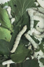 蠶菇?jīng)?新鮮桑葉【當(dāng)天發(fā)貨】現(xiàn)摘嫩桑葉大小蠶寶寶食物純?nèi)~片農(nóng)家自種 新鮮桑葉500克【買2送1】 曬單實(shí)拍圖