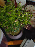 幼薇小葉赤楠盆景擺件 室內(nèi)綠植花卉盆栽老樁客廳辦公室桌面好養(yǎng)植物 小葉赤楠+紫砂盆+圓形底盤 帶盆栽好 曬單實(shí)拍圖