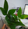 ?【包活】發(fā)財(cái)樹盆栽鮮花綠植物辦公室內(nèi)吸甲醛綠蘿文竹水培易養(yǎng) 【粗2-3cm】單桿發(fā)財(cái)樹【原盆】 曬單實(shí)拍圖