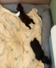 憨憨樂園狗窩貓窩XXL號寵物房子狗狗用品狗墊子屋四季大型犬墊床加大號 曬單實拍圖