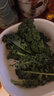 北蔬 羽衣甘藍種子苗四季盆栽陽臺種耐寒菜種籽 綠羽衣甘藍種子100粒 曬單實拍圖