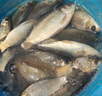 六魚(yú)細(xì)尾夜光漂led電子漂316黑坑硬尾浮漂雙排 RG40L-1【日夜兩用】 曬單實(shí)拍圖