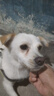 瑞美貝狗狗淚痕去除液比熊泰迪博美犬寵物眼藥水清潔去眼屎流淚滴眼液 淚痕越重越好用【三瓶裝】 曬單實(shí)拍圖