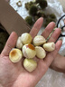 新鮮現(xiàn)摘板栗農(nóng)家生板栗糖炒栗子毛栗子油栗湖北羅田金寨板栗 花殼板栗 1斤 已去刺球 曬單實(shí)拍圖