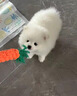 春燕美寵純種博美幼犬博美犬茶杯犬寵物狗活體白色長(zhǎng)不大的茶杯狗小狗幼崽 曬單實(shí)拍圖