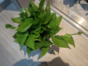 雙盟 綠蘿盆栽除甲醛花卉綠植辦公室新房凈化空氣110款10盆裝源頭直發(fā) 曬單實(shí)拍圖