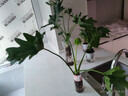 萌肉居仙洞龜背竹觀葉盆栽花卉綠植植物仙洞龜背竹+早安盆源頭直發(fā) 曬單實(shí)拍圖