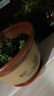 花盆陶瓷花盆特大號批發(fā)紫砂盆紅陶花盆送托盤(pán)蘭花盆落地花盆 口徑32(1個(gè)盆)送托盤(pán) 曬單實(shí)拍圖