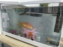寵小島混養(yǎng)缸魚缸烏龜缸飼養(yǎng)缸魚龜混養(yǎng)生態(tài)一體缸過濾制氧懶人新手魚缸 京倉發(fā)貨【奢華款】白色+燈+過濾+造景+抽水 中號(38.8x21.5x21.2cm) 曬單實拍圖