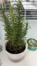 花翁盆栽可食用百里香香草植物香料 大盆迷迭香（光汐盆）源頭直發(fā) 曬單實(shí)拍圖