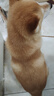 氧迪柴犬秋田犬專用狗狗沐浴露寵物洗澡浴液清潔凈螨美毛驅(qū)蟲除臭留香 柴犬沐浴露+護(hù)毛素+洗澡刷 曬單實(shí)拍圖