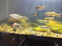 馬印馬印水泵魚缸循環(huán)水泵變頻靜音潛水泵底側(cè)吸抽水過(guò)濾器變頻兩用泵 馬印能量水泵3000 -6000L流量 曬單實(shí)拍圖