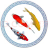 AIPHAROW觀(guān)賞魚(yú)錦鯉魚(yú)活體冷水魚(yú)金魚(yú)魚(yú)苗大正紅白黃金烏金白寫(xiě)丹頂淡水魚(yú) 15-18cm（黃金1+紅白1+三色1） 曬單實(shí)拍圖
