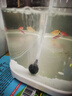 臻的養(yǎng)魚(yú)氧氣泵小型魚(yú)缸增氧泵增氧機(jī)充氧泵家用加氧泵氣泵迷你水族箱 2023可掛可吸款白色新款（標(biāo)配） 曬單實(shí)拍圖
