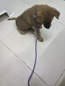 petlimit寵物p鏈p繩狗狗牽引繩遛狗繩子小中大型訓(xùn)犬防爆沖隨行牽引1.5米  曬單實拍圖
