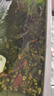 瘋狂石頭魚缸除青苔草缸去除絲藻不傷魚去綠藻褐藻黑毛藍(lán)絲藻草缸除綠除藻劑 除藻劑600ML 曬單實(shí)拍圖