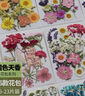 MODX干花書(shū)簽手工diy材料透明標本瓶子里的春天自制壓花植物花小學(xué)生流蘇 DIY彩色真樹(shù)葉 隨機一款 曬單實(shí)拍圖
