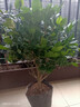 香妃茶花盆栽名貴稀有品種帶花苞濃香型樹(shù)苗烈香室外陽(yáng)臺(tái)花卉植物陽(yáng)臺(tái)植物室外花卉花卉盆栽山茶花四季開(kāi)花 香妃茶精選7年苗-高70-80cm帶花苞 含盆 曬單實(shí)拍圖