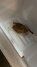 和苑酒家【暑期優(yōu)惠】米其林脆皮鹵水乳鴿一開二斬好發(fā)貨 老字號 半成品 粵式鹵水乳鴿400g*2袋 曬單實拍圖
