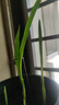 花行榜進(jìn)口種球重瓣小蒼蘭好養觀(guān)花卉盆栽植物 香雪蘭白色 5球源頭直發(fā) 曬單實(shí)拍圖