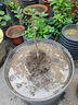 大棗樹(shù)苗特大紅棗樹(shù)苗棗樹(shù)活苗冬棗苗南北方種植果樹(shù)苗當年結果 金絲棗樹(shù)苗6年苗【當年結果】 4年棗樹(shù)苗明年結果 曬單實(shí)拍圖