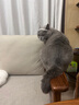 INSTINCT天然百利貓糧進口生鮮凍干低卡減重控體健美成貓糧 原食生鮮 控制體重 10磅/4.5kg 曬單實拍圖
