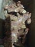 產(chǎn)地直發(fā)云南小黃姜新鮮生姜黃姜調(diào)味料新鮮蔬菜生鮮 3斤 裝 曬單實(shí)拍圖