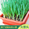 種菜記 四川火蔥頭種子四季小香蔥種頭蔥種籽火蔥紅頭蔥種子苗陽臺盆栽 火蔥頭2斤＋2包有機肥 曬單實拍圖