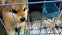 咯咪日本柴犬幼犬純種寵物狗狗活體短毛犬赤柴犬豆柴雙血統微笑犬狗子 寵物級 公 曬單實(shí)拍圖