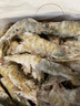 聚海隆【聚海隆】特大號大蝦鹽凍新鮮青島蝦青蝦白蝦冷凍只只分離單只凍 【20-30只/公斤】 1.7斤(凈重) 曬單實(shí)拍圖