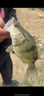 爾魚2025款山谷mini微物水滴輪防炸線泛用遠投魚輪高速比鱖魚鱸魚 微物款 左手型 2025款山谷mini水滴輪 曬單實拍圖