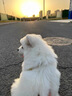 純種薩摩耶幼犬寵物微笑天使健康熊版狼版健康薩摩耶狗狗活體 血統級 母 曬單實(shí)拍圖