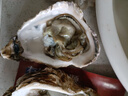 百鮮洽乳山生蠔鮮活特大牡蠣帶殼生吃海蠣子新鮮海鮮水產貝類聚會燒烤 超大號5XL 凈重9斤（15-20只） 曬單實拍圖