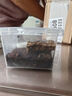 網(wǎng)紅新手入門金直間蜘蛛溫順品種所羅門智利火玫瑰爬寵寵物活體 金直間1.5-2CM不送套餐 曬單實(shí)拍圖