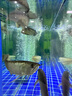 飛利浦（PHILIPS）魚缸UV殺菌燈紫外線魚池凈水除藻潛水自沉式滅菌燈水族消毒燈防水 8W飛利浦燈管+國(guó)產(chǎn)套管 曬單實(shí)拍圖
