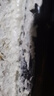 保聯(lián)發(fā)泡膠泡沫膠門窗填縫劑防水補(bǔ)漏填充泡沫密封膠堵洞聚氨酯發(fā)泡劑 【實(shí)用款】500g 1瓶+工具 曬單實(shí)拍圖
