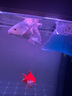 森森（SUNSUN）大型魚缸底過濾水族箱客廳家用落地玻璃生態(tài)金魚缸 超白款升級底濾 0.8米長35cm寬（黑白可選） 曬單實拍圖