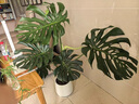 雅致龜背竹老樁大型客廳綠植室內(nèi)大盆栽辦公室花卉 1.2米草編源頭直發(fā) 曬單實拍圖