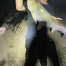 畫中仙魚竿手桿超輕超硬釣魚竿鯽魚竿野釣碳素小綜合竿黑坑綜合桿臺釣竿 6.3m 19調(diào)+釣魚禮包 曬單實(shí)拍圖